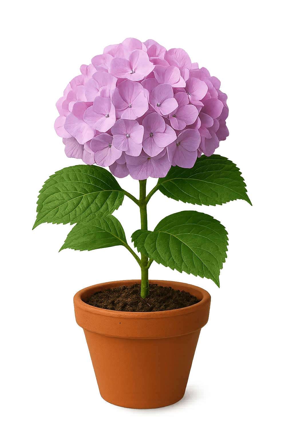 Hydrangea